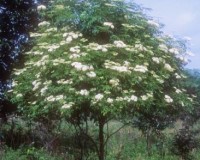sambucus canadensis 2r.jpg